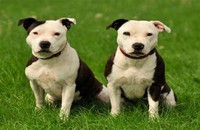 American ​Staffordshire Terrier​