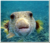 Pufferfish​