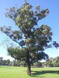 Eucalyptus ​Robusta​