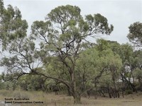 Eucalyptus ​Largiflorens​