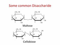 Cellobiose Glucose + Glucose