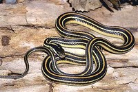 Ribbon Snake​