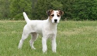 Jack Russell ​Terrier​