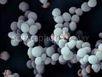 Staphylococcus ​Saccharolyticus​
