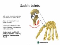 Saddle Joints