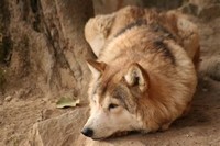 Tibetan Wolf​