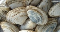 Soft-Shell Clam