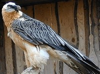 Bearded ​Vulture​