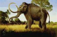 Columbian ​Mammoth​