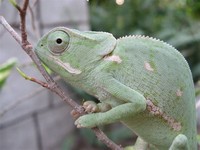 Flap-Necked ​Chameleon​