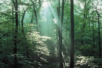 Fernbank Forest