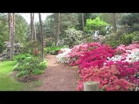 Brueckner Rhododendron Gardens