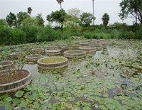 Dharma Vana Arboretum (DVA)