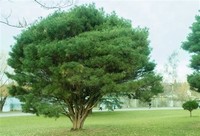 Pinus ​Densiflora​