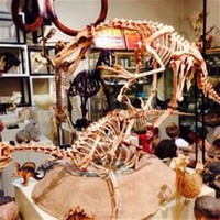 Roynon Museum of Paleontology