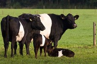 Lakenvelder Cattle