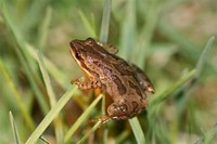 Western ​Chorus Frog​