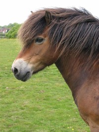Exmoor Pony​