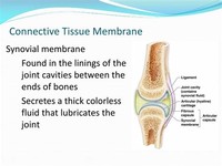 Connective Tissue Membranes