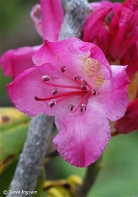 Pacific ​Rhododendron​