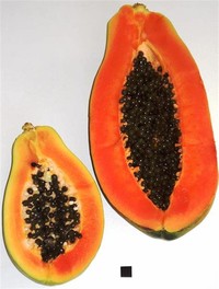 Papaya​