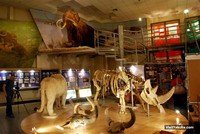 Museum Mammoth