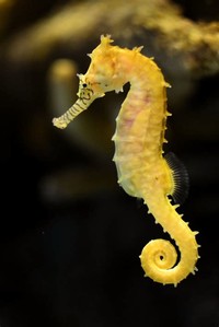 Yellow ​Seahorse​