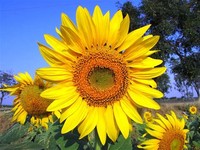 9% – Sunflower