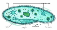 Protozoa​