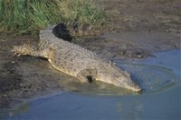 3 Saltwater Crocodile