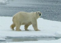 Polar Bear​
