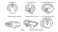 Hemi-Anatropous or Hemitropous Ovule