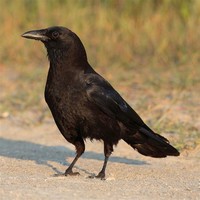 American ​Crow​