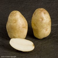 Russet ​Burbank Potato​