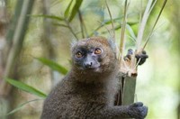Greater ​Bamboo Lemur​