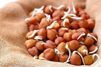 Chickpea Sprouts (Channa)