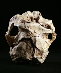 Paranthropus ​Robustus​