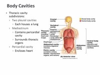 Thoracic Cavity