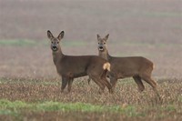 Roe Deers​