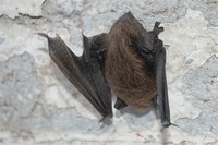 Bat​