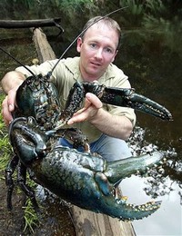 Tasmanian ​Giant Freshwater Crayfish​