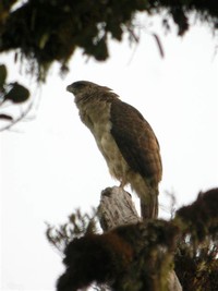 Papuan Eagle​