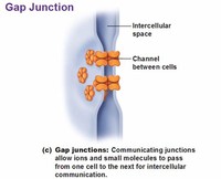 Gap Junctions (Communicating Junction)