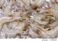 Shiba Shrimp