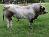 Piedmontese Cattle
