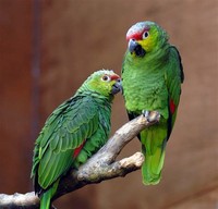 Amazon ​Parrot​