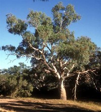 Eucalyptus ​Camaldulensis​