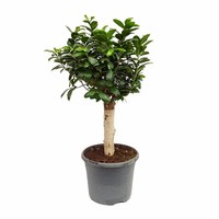 Ficus Ursina​