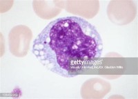 Monocyte (White Blood Cell)