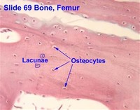 Osteocytes (Within the Lacunae)